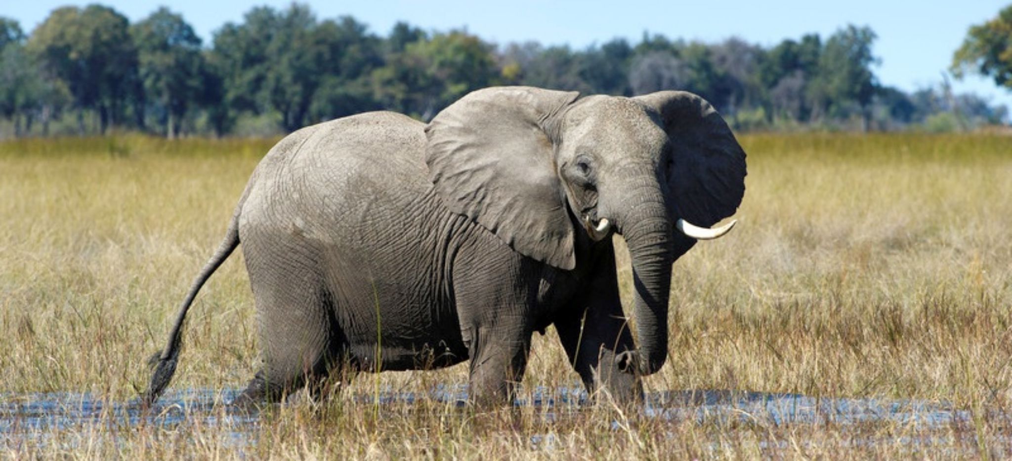Elefant watet durchs Wasser in Botswana