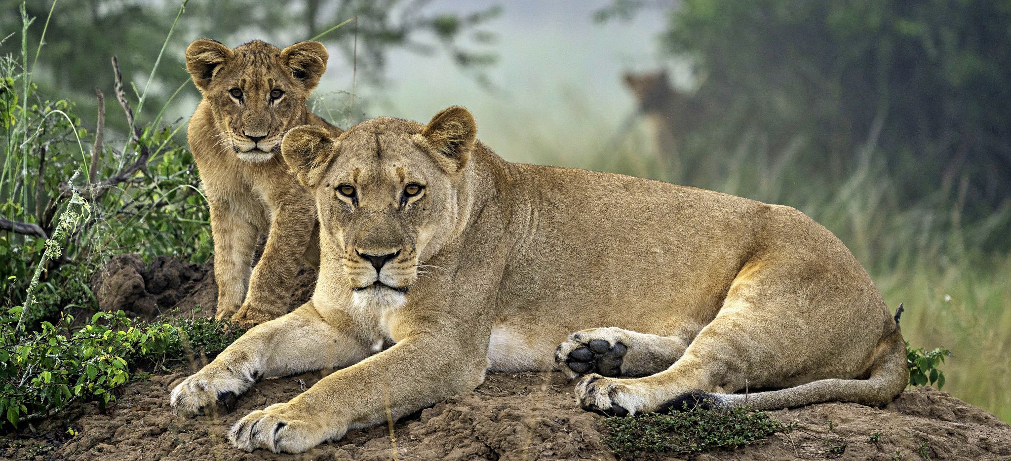 Löwin mit Jungem, in der Nähe des Magashi Camp, Ruanda